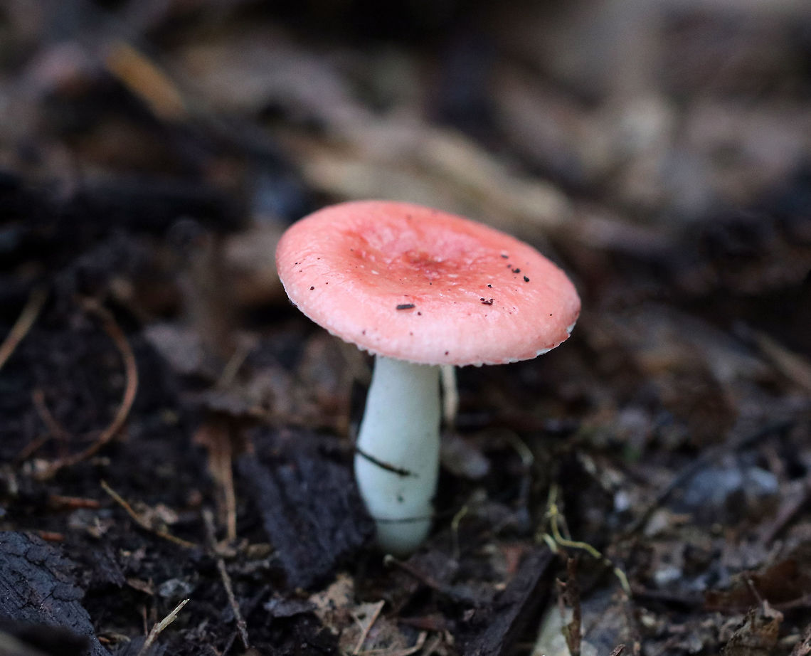 Mushroom - Russula sp. Sticky, pink cap with some darker, pink spots in the center. White gills and stipe.<br />
<br />
Habitat: Growing on the ground in a mixed forest, but in an area with mostly oak.<br />
<figure class="photo"><a href="https://www.jungledragon.com/image/69343/mushroom_-_russula_sp.html" title="Mushroom - Russula sp."><img src="https://s3.amazonaws.com/media.jungledragon.com/images/3232/69343_thumb.jpg?AWSAccessKeyId=05GMT0V3GWVNE7GGM1R2&Expires=1759968010&Signature=SnJJOtKemHprx26pBxmfzS6cxdg%3D" width="200" height="168" alt="Mushroom - Russula sp. Sticky, pink cap with some darker, pink spots in the center. White gills and stipe.<br />
<br />
Habitat: Growing on the ground in a mixed forest, but in an area with mostly oak.<br />
https://www.jungledragon.com/image/69344/mushroom_-_russula_sp.html Geotagged,Summer,United States,mushroom,pink,russula" /></a></figure> Geotagged,Summer,United States,mushroom,russula