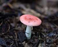 Mushroom - Russula sp. Sticky, pink cap with some darker, pink spots in the center. White gills and stipe.<br />
<br />
Habitat: Growing on the ground in a mixed forest, but in an area with mostly oak.<br />
https://www.jungledragon.com/image/69343/mushroom_-_russula_sp.html Geotagged,Summer,United States,mushroom,russula