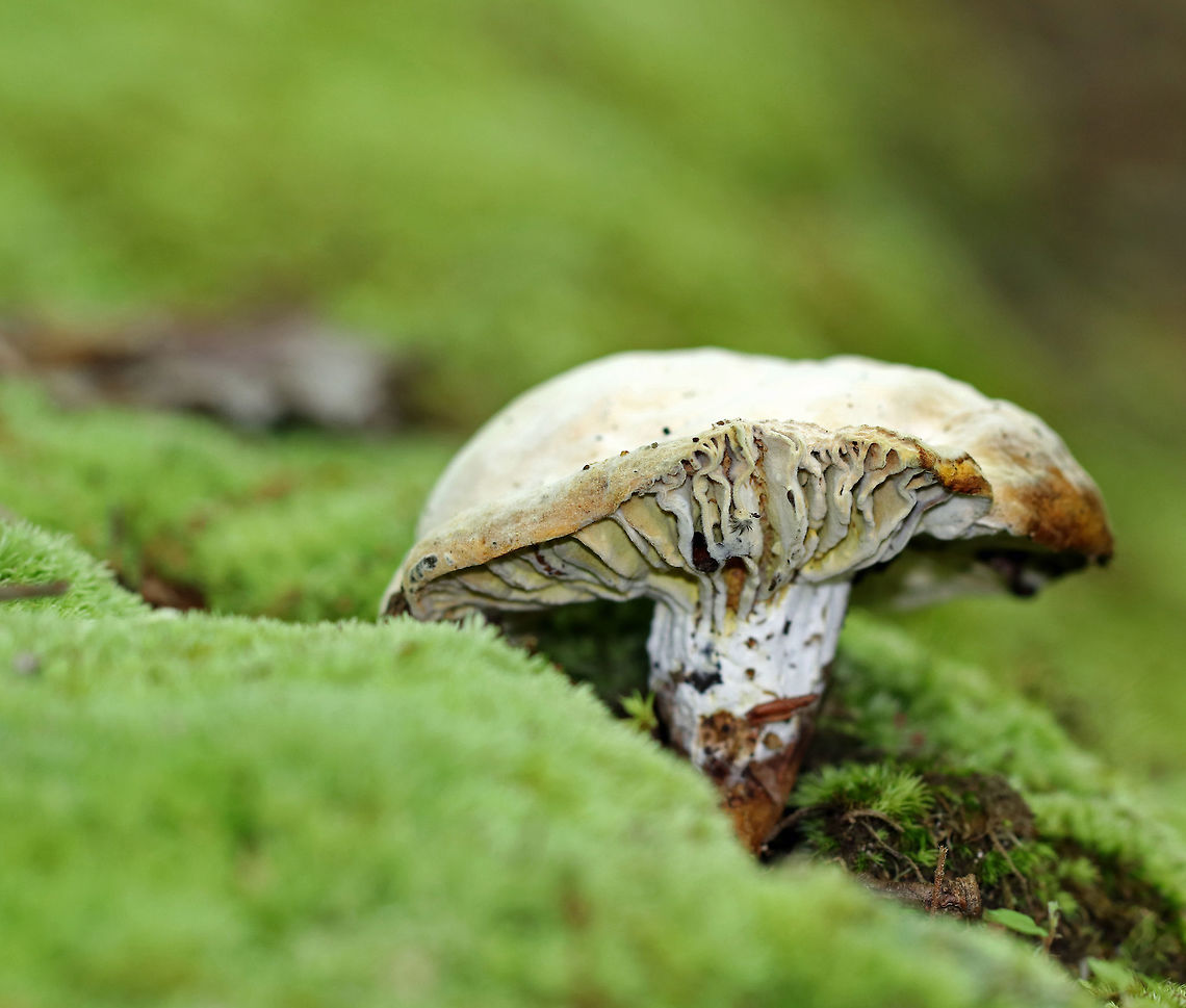 Hypomyces luteovirens Hypomyces luteovirens is parasitic on Russula sp. mushrooms. It covers the gills with a yellowish-green powder-like mold.<br />
<br />
Habitat: Mixed forest Geotagged,Hypomyces luteovirens,Summer,United States,hypomyces,parasitic fungus,russula