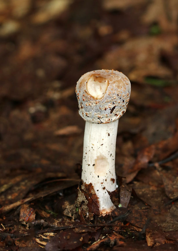 Hypomyces hyalinus Unusual looking Amanita mushroom that is being attacked by a parasitic fungus, Hypomyces hyalinus. This fungus completely disfigures its host. The infection prevents the expansion of the cap, and causes the cap to fuse to the stem. As a result, the gills are also destroyed and the fruiting body dies without dispersing any spores. <br />
<br />
Habitat: Mostly deciduous forest Geotagged,Hypomyces,Hypomyces hyalinus,Parasitic Fungus,Summer,United States,amanita