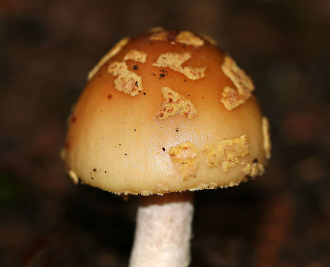 Eastern American Blusher - Amanita amerirubescens This species is everywhere during the summer in Connecticut. It has an Orange-tan cap with remnants of volva present as warts. Cream colored gills. Stem had a pink hue.

Habitat: Growing on the ground in a deciduous area of a mixed forest.
https://www.jungledragon.com/image/69351/eastern_american_blusher_-_amanita_amerirubescens.html Amanita,Amanita amerirubescens,Eastern American Blusher,Geotagged,Summer,United States,blusher