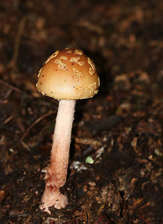 Eastern American Blusher - Amanita amerirubescens This species is everywhere during the summer in Connecticut. It has an Orange-tan cap with remnants of volva present as warts. Cream colored gills. Stem had a pink hue.

Habitat: Growing on the ground in a deciduous area of a mixed forest.
https://www.jungledragon.com/image/69350/eastern_american_blusher_-_amanita_amerirubescens.html Amanita amerirubescens,Eastern American Blusher,Geotagged,Summer,United States,amanita,blusher
