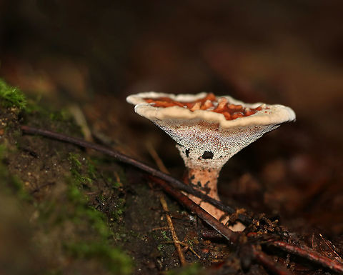 Hydnellum concrescens Flat cap with centrally depressed ridges. It was finely velvety and orange-brown in color with a whitish/cream margin. Short, whitish spines ran down the undersurface and stem. The stem was velvety and swollen at the base.

Habitat: Growing under oak.
https://www.jungledragon.com/image/69354/hydnellum_concrescens.html Geotagged,Hydnellum,Hydnellum concrescens,Summer,United States