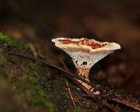 Hydnellum concrescens Flat cap with centrally depressed ridges. It was finely velvety and orange-brown in color with a whitish/cream margin. Short, whitish spines ran down the undersurface and stem. The stem was velvety and swollen at the base.<br />
<br />
Habitat: Growing under oak.<br />
https://www.jungledragon.com/image/69354/hydnellum_concrescens.html Geotagged,Hydnellum,Hydnellum concrescens,Summer,United States