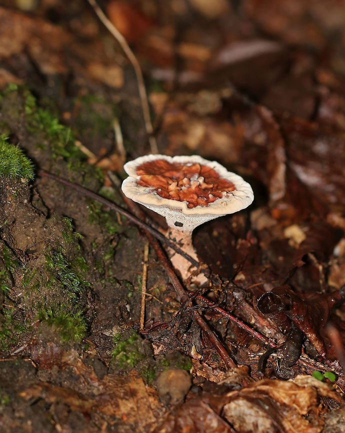 Hydnellum concrescens Flat cap with centrally depressed ridges. It was finely velvety and orange-brown in color with a whitish/cream margin. Short, whitish spines ran down the undersurface and stem. The stem was velvety and swollen at the base.<br />
<br />
Habitat: Growing under oak.<br />
<figure class="photo"><a href="https://www.jungledragon.com/image/69353/hydnellum_concrescens.html" title="Hydnellum concrescens"><img src="https://s3.amazonaws.com/media.jungledragon.com/images/3232/69353_thumb.jpg?AWSAccessKeyId=05GMT0V3GWVNE7GGM1R2&Expires=1759968010&Signature=cdB%2FEQp9%2Fgmt1tf%2BlQa5lj4Kb1E%3D" width="200" height="162" alt="Hydnellum concrescens Flat cap with centrally depressed ridges. It was finely velvety and orange-brown in color with a whitish/cream margin. Short, whitish spines ran down the undersurface and stem. The stem was velvety and swollen at the base.<br />
<br />
Habitat: Growing under oak.<br />
https://www.jungledragon.com/image/69354/hydnellum_concrescens.html Geotagged,Hydnellum,Hydnellum concrescens,Summer,United States" /></a></figure><br />
 Geotagged,Hydnellum,Hydnellum concrescens,Summer,United States
