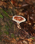 Hydnellum concrescens Flat cap with centrally depressed ridges. It was finely velvety and orange-brown in color with a whitish/cream margin. Short, whitish spines ran down the undersurface and stem. The stem was velvety and swollen at the base.<br />
<br />
Habitat: Growing under oak.<br />
https://www.jungledragon.com/image/69353/hydnellum_concrescens.html<br />
Geotagged,Hydnellum,Hydnellum concrescens,Summer,United States