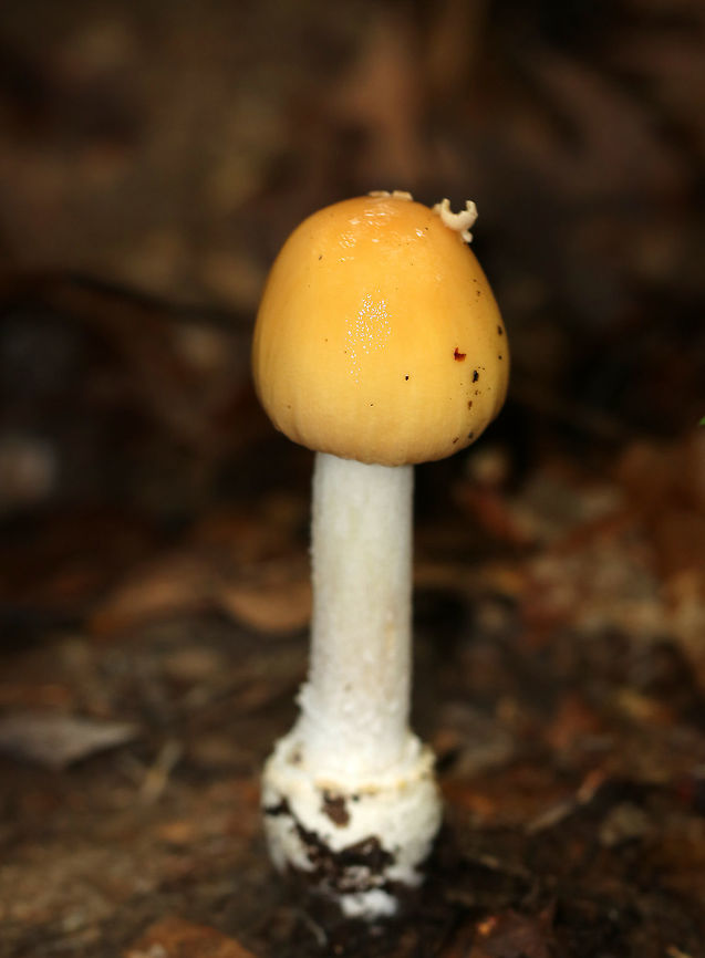 False Funnel-Veil Amanita - Amanita subvelatipes Yellow, slimy cap with a couple patches. The margin was slightly lined and bumpy.  The flash made the cap seem more vibrant, but it was actually a straw-yellow color.   White, close gills. White stem that ended in a bulb. <br />
<br />
*Descriptive data is still being gathered for this species.<br />
<br />
Habitat: Growing on the ground in a deciduous forest.<br />
<figure class="photo"><a href="https://www.jungledragon.com/image/69481/false_funnel-veil_amanita_-_amanita_subvelatipes.html" title="False Funnel-Veil Amanita - Amanita subvelatipes"><img src="https://s3.amazonaws.com/media.jungledragon.com/images/3232/69481_thumb.jpg?AWSAccessKeyId=05GMT0V3GWVNE7GGM1R2&Expires=1769040010&Signature=lldXYhplYbTkStfumhL7Wlfz0YI%3D" width="200" height="140" alt="False Funnel-Veil Amanita - Amanita subvelatipes Yellow, slimy cap with a couple patches. The margin was slightly lined and bumpy. The flash made the cap seem more vibrant, but it was actually a straw-yellow color. White, close gills. White stem that ended in a bulb. <br />
<br />
*Descriptive data is still being gathered for this species.<br />
<br />
Habitat: Growing on the ground in a deciduous forest.<br />
https://www.jungledragon.com/image/69479/false_funnel-veil_amanita_-_amanita_subvelatipes.html Amanita subvelatipes,False Funnel-Veil Amanita,Geotagged,Summer,United States" /></a></figure> Amanita,Amanita subvelatipes,False Funnel-Veil Amanita,Geotagged,Summer,United States