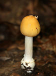False Funnel-Veil Amanita - Amanita subvelatipes Yellow, slimy cap with a couple patches. The margin was slightly lined and bumpy. The flash made the cap seem more vibrant, but it was actually a straw-yellow color. White, close gills. White stem that ended in a bulb. <br />
<br />
*Descriptive data is still being gathered for this species.<br />
<br />
Habitat: Growing on the ground in a deciduous forest.<br />
https://www.jungledragon.com/image/69481/false_funnel-veil_amanita_-_amanita_subvelatipes.html Amanita,Amanita subvelatipes,False Funnel-Veil Amanita,Geotagged,Summer,United States