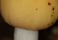 False Funnel-Veil Amanita - Amanita subvelatipes Yellow, slimy cap with a couple patches. The margin was slightly lined and bumpy. The flash made the cap seem more vibrant, but it was actually a straw-yellow color. White, close gills. White stem that ended in a bulb. <br />
<br />
*Descriptive data is still being gathered for this species.<br />
<br />
Habitat: Growing on the ground in a deciduous forest.<br />
https://www.jungledragon.com/image/69479/false_funnel-veil_amanita_-_amanita_subvelatipes.html Amanita subvelatipes,False Funnel-Veil Amanita,Geotagged,Summer,United States