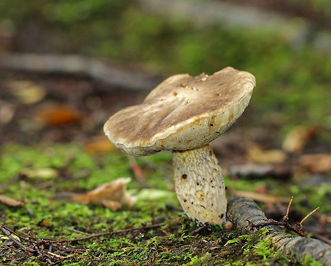 Gray Bolete - Retiboletus griseus Flat, velvety, grayish brown cap. Dull, tan, circular pores that did not bruise. Prominently reticulate stem that was turning yellowish, and had a tapered base.

Habitat: Growing along tree roots in a wet area of a deciduous forest. Geotagged,Gray bolete,Retiboletus,Retiboletus griseus,Summer,United States,bolete,mushroom