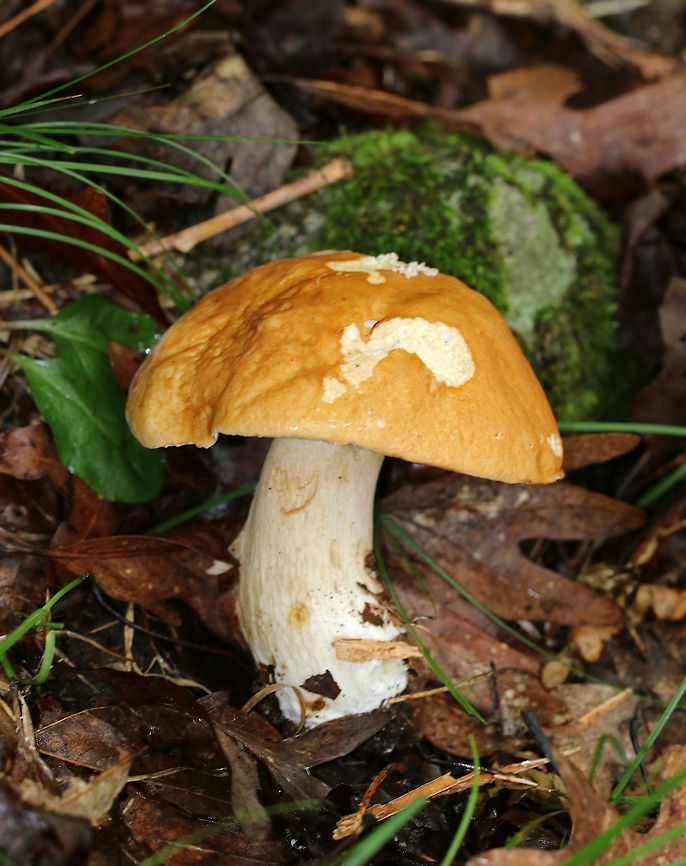 Boletus sect. Boletus Light orange-tan, convex cap. Pore surface bruised when marked. Stipe was thick and dingy white.  <br />
<br />
Habitat: Growing on the ground in a wet area of a deciduous forest.<br />
<figure class="photo"><a href="https://www.jungledragon.com/image/69484/boletus_sect._boletus.html" title="Boletus sect. Boletus"><img src="https://s3.amazonaws.com/media.jungledragon.com/images/3232/69484_thumb.jpg?AWSAccessKeyId=05GMT0V3GWVNE7GGM1R2&Expires=1759968010&Signature=ogETCx%2FBLIkXNSpLgjPbopNGJpk%3D" width="200" height="166" alt="Boletus sect. Boletus Light orange-tan, convex cap. Pore surface bruised when marked. Stipe was thick and dingy white. <br />
<br />
Habitat: Growing on the ground in a wet area of a deciduous forest.<br />
https://www.jungledragon.com/image/69483/boletus_sect._boletus.html Boletus sect. Boletus,Geotagged,Summer,United States,bolete,boletus" /></a></figure> Boletus sect. Boletus,Geotagged,Summer,United States,bolete,boletus,mushroom
