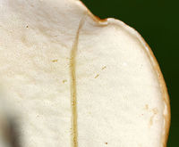 Boletus sect. Boletus Light orange-tan, convex cap. Pore surface bruised when marked. Stipe was thick and dingy white. <br />
<br />
Habitat: Growing on the ground in a wet area of a deciduous forest.<br />
https://www.jungledragon.com/image/69483/boletus_sect._boletus.html Boletus sect. Boletus,Geotagged,Summer,United States,bolete,boletus