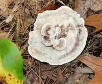 Hydnellum spongiosipes *I'm still debating the species ID on this mushroom.<br />
<br />
The cap was flat with aborted caps in the center. It was velvety and tan/brown.  The undersurface had long, pale, crowded spines running down it that bruised brownish. The stipe was brown.<br />
<br />
Habitat: Growing in moss and leaf litter in a mixed forest with mostly oak, pine, and eastern hemlock.<br />
https://www.jungledragon.com/image/69487/hydnellum_spongiosipes.html Geotagged,Hydnellum,Hydnellum aurantiacum,Hydnellum spongiosipes,Summer,United States