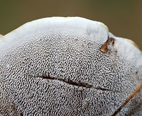 Hydnellum spongiosipes *I'm still debating the species ID on this mushroom.<br />
<br />
The cap was flat with aborted caps in the center. It was velvety and tan/brown. The undersurface had long, pale, crowded spines running down it that bruised brownish. The stipe was brown.<br />
<br />
Habitat: Growing in moss and leaf litter in a mixed forest with mostly oak, pine, and eastern hemlock.<br />
https://www.jungledragon.com/image/69485/hydnellum_spongiosipes.html Geotagged,Hydnellum,Hydnellum spongiosipes,Summer,United States