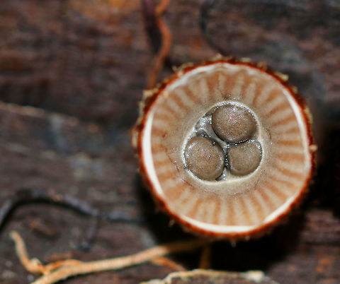 Fluted Bird's Nest - Cyathus striatus Fruiting bodies that look like bird's nests! The metallic gray "eggs" inside the nests are called peridioles and contain spores. The shaggy, vase-shaped "nests", called peridia, serve as "splash cups" and help with spore dispersal by using the kinetic energy of rain. When raindrops strike the nest, the peridioles are projected into the air where they can then latch onto branches, leaves, etc. The nests were approximately 1cm tall.

Habitat: Growing on rotting wood in a swampy, mixed forest.
https://www.jungledragon.com/image/69498/fluted_birds_nest_-_cyathus_striatus.html
https://www.jungledragon.com/image/69497/fluted_birds_nest_-_cyathus_striatus.html
https://www.jungledragon.com/image/69496/fluted_birds_nest_-_cyathus_striatus.html Cyathus striatus,Fluted bird's nest,Geotagged,Summer,United States,fungus