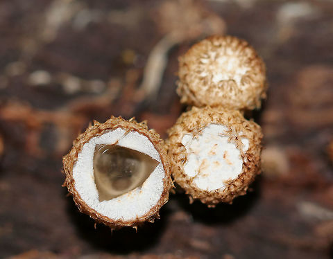 Fluted Bird's Nest - Cyathus striatus Fruiting bodies that look like bird's nests! The metallic gray "eggs" inside the nests are called peridioles and contain spores. The shaggy, vase-shaped "nests", called peridia, serve as "splash cups" and help with spore dispersal by using the kinetic energy of rain. When raindrops strike the nest, the peridioles are projected into the air where they can then latch onto branches, leaves, etc. The nests were approximately 1 cm tall.

You can see the goo inside the nest on the left, which appears to have opened prematurely. I did not cut the nest open, but the triangular opening doesn't look natural.  I found this fungus in a swamp though, and wouldn't expect many, if any, people to be wandering about in this location. So, I'm not sure how/why it was opened.

Habitat: Growing on rotting wood in a swampy, mixed forest.
https://www.jungledragon.com/image/69495/fluted_birds_nest_-_cyathus_striatus.html
https://www.jungledragon.com/image/69498/fluted_birds_nest_-_cyathus_striatus.html
https://www.jungledragon.com/image/69497/fluted_birds_nest_-_cyathus_striatus.html Cyathus striatus,Fluted bird's nest,Geotagged,Summer,United States,cyathus,fungus