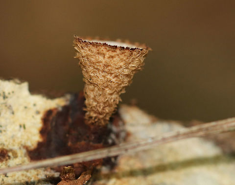 Fluted Bird's Nest - Cyathus striatus Fruiting bodies that look like bird's nests! The metallic gray "eggs" inside the nests are called peridioles and contain spores. The shaggy, vase-shaped "nests", called peridia, serve as "splash cups" and help with spore dispersal by using the kinetic energy of rain. When raindrops strike the nest, the peridioles are projected into the air where they can then latch onto branches, leaves, etc. The nests were approximately 1cm tall.

Habitat: Growing on rotting wood in a swampy, mixed forest.
https://www.jungledragon.com/image/69495/fluted_birds_nest_-_cyathus_striatus.html
https://www.jungledragon.com/image/69498/fluted_birds_nest_-_cyathus_striatus.html
https://www.jungledragon.com/image/69496/fluted_birds_nest_-_cyathus_striatus.html Cyathus striatus,Fluted bird's nest,Geotagged,Summer,United States,cyathus