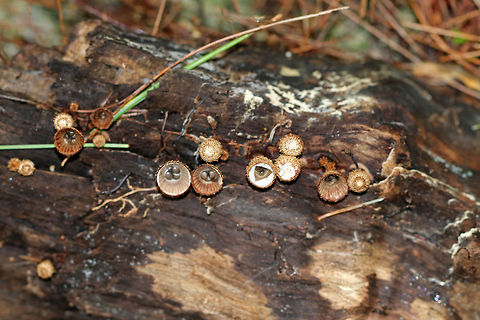 Fluted Bird's Nest - Cyathus striatus Fruiting bodies that look like bird's nests! The metallic gray "eggs" inside the nests are called peridioles and contain spores. The shaggy, vase-shaped "nests", called peridia, serve as "splash cups" and help with spore dispersal by using the kinetic energy of rain. When raindrops strike the nest, the peridioles are projected into the air where they can then latch onto branches, leaves, etc. The nests were approximately 1cm tall.

Habitat: Growing on rotting wood in a swampy, mixed forest.
https://www.jungledragon.com/image/69495/fluted_birds_nest_-_cyathus_striatus.html
https://www.jungledragon.com/image/69497/fluted_birds_nest_-_cyathus_striatus.html
https://www.jungledragon.com/image/69496/fluted_birds_nest_-_cyathus_striatus.html Cyathus striatus,Fluted bird's nest,Geotagged,Summer,United States,cyathus