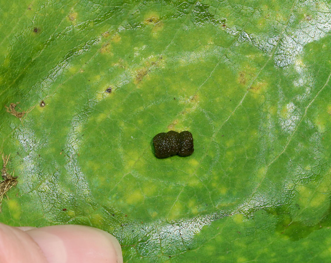 Caterpillar Frass This is just caterpillar frass (poop), but I thought it was interesting because there are concentric rings surrounding the frass on the leaf. I have never noticed leaf rings around frass before, and am not sure why they are there.<br />
<br />
Habitat: Rural garden Geotagged,Summer,United States,frass,poop