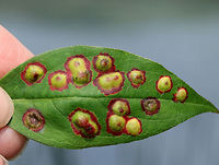 Galls Many of the leaves on this plant were covered in galls. They resemble ocellate galls (Acericecis ocellaris), except the shrub was not maple. So, I'm not sure of an ID yet.<br />
<br />
Habitat: In an open area near a pond.<br />
https://www.jungledragon.com/image/69523/galls.html<br />
https://www.jungledragon.com/image/69522/galls.html Geotagged,Summer,United States,gall,galls