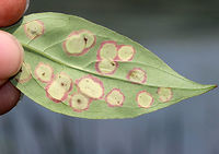 Galls Many of the leaves on this plant were covered in galls. They resemble ocellate galls (Acericecis ocellaris), except the shrub was not maple. So, I'm not sure of an ID yet.<br />
<br />
Habitat: In an open area near a pond.<br />
https://www.jungledragon.com/image/69521/galls.html<br />
https://www.jungledragon.com/image/69523/galls.html Geotagged,Summer,United States,gall,galls
