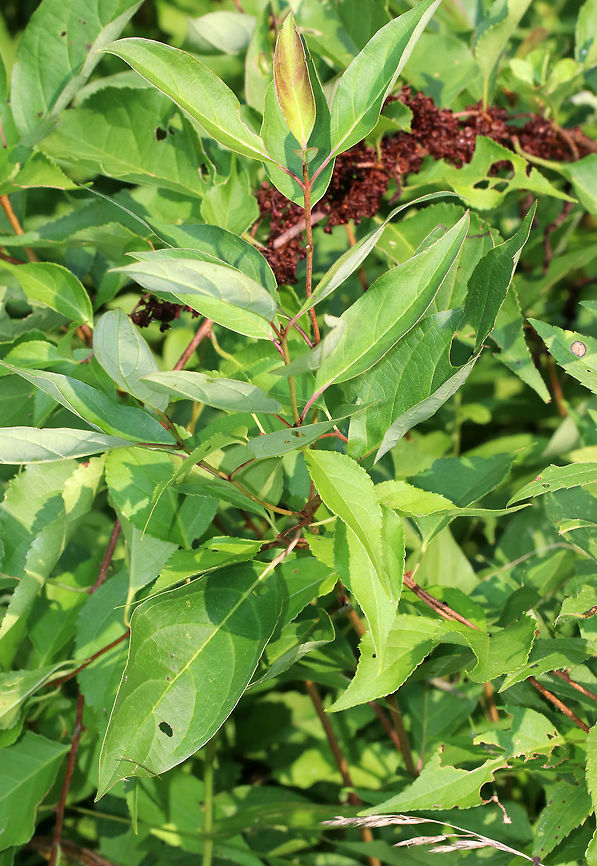 Galls Many of the leaves on this plant were covered in galls. They resemble ocellate galls (Acericecis ocellaris), except the shrub was not maple. So, I'm not sure of an ID yet.<br />
<br />
Habitat: In an open area near a pond.<br />
<figure class="photo"><a href="https://www.jungledragon.com/image/69521/galls.html" title="Galls"><img src="https://s3.amazonaws.com/media.jungledragon.com/images/3232/69521_thumb.jpg?AWSAccessKeyId=05GMT0V3GWVNE7GGM1R2&Expires=1765411210&Signature=Xb0uucn09baOKLrn%2BpdLb%2BWRpdE%3D" width="200" height="152" alt="Galls Many of the leaves on this plant were covered in galls. They resemble ocellate galls (Acericecis ocellaris), except the shrub was not maple. So, I'm not sure of an ID yet.<br />
<br />
Habitat: In an open area near a pond.<br />
https://www.jungledragon.com/image/69523/galls.html<br />
https://www.jungledragon.com/image/69522/galls.html Geotagged,Summer,United States,gall,galls" /></a></figure><br />
<figure class="photo"><a href="https://www.jungledragon.com/image/69522/galls.html" title="Galls"><img src="https://s3.amazonaws.com/media.jungledragon.com/images/3232/69522_thumb.jpg?AWSAccessKeyId=05GMT0V3GWVNE7GGM1R2&Expires=1765411210&Signature=7l77BWz2hFpZ%2F4%2FWrYTFl5dYyqg%3D" width="200" height="142" alt="Galls Many of the leaves on this plant were covered in galls. They resemble ocellate galls (Acericecis ocellaris), except the shrub was not maple. So, I'm not sure of an ID yet.<br />
<br />
Habitat: In an open area near a pond.<br />
https://www.jungledragon.com/image/69521/galls.html<br />
https://www.jungledragon.com/image/69523/galls.html Geotagged,Summer,United States,gall,galls" /></a></figure> Geotagged,Summer,United States,gall,galls