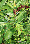 Galls Many of the leaves on this plant were covered in galls. They resemble ocellate galls (Acericecis ocellaris), except the shrub was not maple. So, I'm not sure of an ID yet.<br />
<br />
Habitat: In an open area near a pond.<br />
https://www.jungledragon.com/image/69521/galls.html<br />
https://www.jungledragon.com/image/69522/galls.html Geotagged,Summer,United States,gall,galls