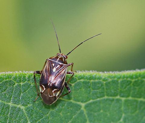Tarnished Plant Bug - Lygus lineolaris Mostly brown plant bug with various lighter markings, the most notable of which is the Y-shape on the scutellum.  This is a very common plant bug in the US and it is a crop pest.

Habitat: Rural garden Geotagged,Lygus lineolaris,Summer,Tarnished plant bug,United States,bug,lygus,plant bug