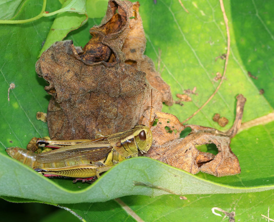 Red-legged Grasshopper - Melanoplus femurrubrum This grasshopper was enjoying its little hiding place :)<br />
<br />
Habitat: Rural garden Geotagged,Melanoplus,Melanoplus femurrubrum,Red-legged Grasshopper,Summer,United States,grasshopper