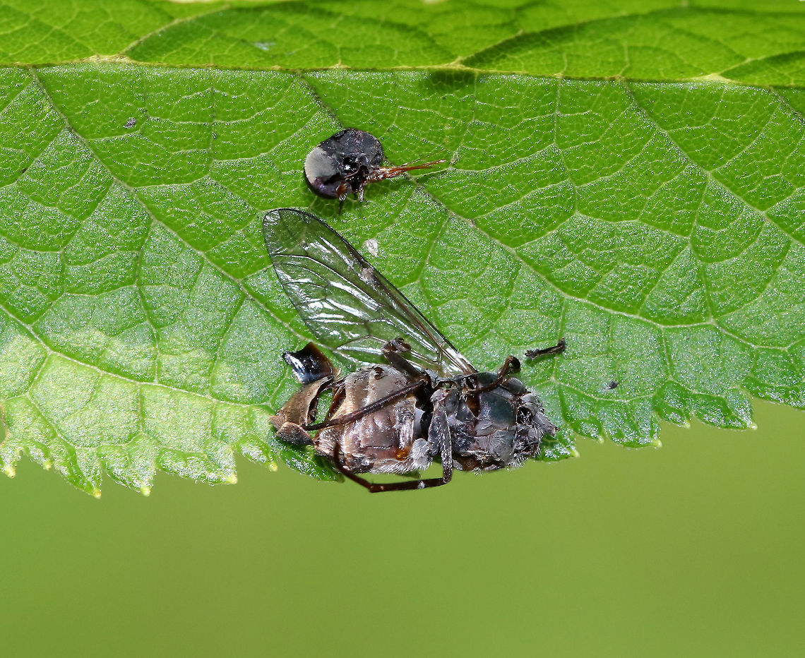 Fly - Diptera This poor fly was not having a good day. It looks like it had been partly eaten and dismembered, and now, it is getting a fungal infection.<br />
<br />
Habitat: "Glued" to a leaf in a rural garden. Geotagged,Summer,United States,diptera,fly
