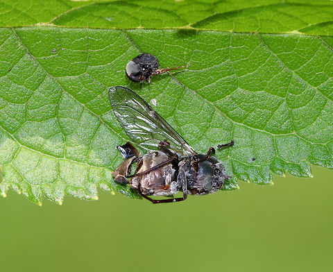 Fly - Diptera This poor fly was not having a good day. It looks like it had been partly eaten and dismembered, and now, it is getting a fungal infection.

Habitat: "Glued" to a leaf in a rural garden. Geotagged,Summer,United States,diptera,fly