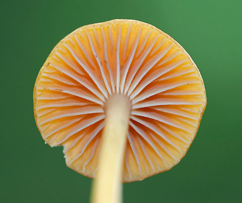 Gliophorus psittacinus/G. perplexus When old, this species gets dry and turns yellowish orange, which is how I found them.

Habitat: Growing on the ground in a mixed forest dominated by oak.
https://www.jungledragon.com/image/69556/parrot_toadstool_-_gliophorus_psittacinus.html Geotagged,Gliophorus,Gliophorus psittacinus,Gliophorus psittacinus group,Parrot Toadstool,Summer,United States