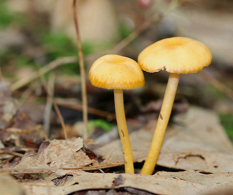 Gliophorus psittacinus/G. perplexus When old, this species gets dry and turns yellowish orange, which is how I found them.

Habitat: Growing on the ground in a mixed forest dominated by oak.
https://www.jungledragon.com/image/69555/parrot_toadstool_-_gliophorus_psittacinus.html Geotagged,Gliophorus psittacinus,Gliophorus psittacinus group,Parrot Toadstool,Summer,United States,fungus,gliophorus,mushroom