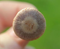 Variable Webcap -  Cortinarius anomalus Flat, silky cap that had zones of brown, tan, and lilac.   Gills were close and rusty-brown. The stem was dry and had a ring of lilac-brown color near the apex.<br />
<br />
Habitat: Growing on the ground in a mixed forest (oak, pine, birch, beech, eastern hemlock).<br />
https://www.jungledragon.com/image/69558/variable_webcap_-_cortinarius_anomalus.html Cortinarius anomalus,Cortinarius anomalus group,Geotagged,Summer,United States,cortinarius,fungus,mushroom,variable webcap,webcap