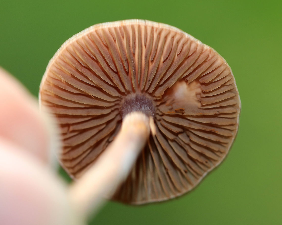 Variable Webcap - Cortinarius anomalus Flat, silky cap that had zones of brown, tan, and lilac. Gills were close and rusty-brown. The stem was dry and had a ring of lilac-brown color near the apex.<br />
<br />
Habitat: Growing on the ground in a mixed forest (oak, pine, birch, beech, eastern hemlock).<br />
<figure class="photo"><a href="https://www.jungledragon.com/image/69557/variable_webcap_-_cortinarius_anomalus.html" title="Variable Webcap -  Cortinarius anomalus"><img src="https://s3.amazonaws.com/media.jungledragon.com/images/3232/69557_thumb.jpg?AWSAccessKeyId=05GMT0V3GWVNE7GGM1R2&Expires=1759968010&Signature=a%2B%2BwFCZBdmXJmSqoM9iWdC%2BgABM%3D" width="200" height="166" alt="Variable Webcap -  Cortinarius anomalus Flat, silky cap that had zones of brown, tan, and lilac.   Gills were close and rusty-brown. The stem was dry and had a ring of lilac-brown color near the apex.<br />
<br />
Habitat: Growing on the ground in a mixed forest (oak, pine, birch, beech, eastern hemlock).<br />
https://www.jungledragon.com/image/69558/variable_webcap_-_cortinarius_anomalus.html Cortinarius anomalus,Cortinarius anomalus group,Geotagged,Summer,United States,cortinarius,fungus,mushroom,variable webcap,webcap" /></a></figure> Cortinarius anomalus,Geotagged,Summer,United States