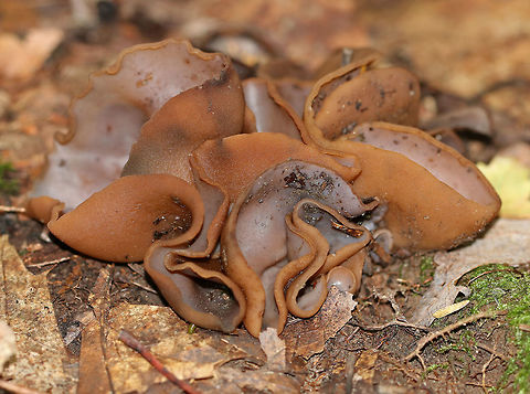 Peziza sp. Wavy, brown fruiting bodies that were growing in a cluster. The undersurface was very soft and fuzzy.

Habitat: Growing on buried, rotting wood in a deciduous forest.

Until recently, the North American species of Wood Ear was considered to be Auricularia auricula-judae. However, research has shown that Auricularia auricula-judae is not endemic to North America. Geotagged,Summer,United States,peziza