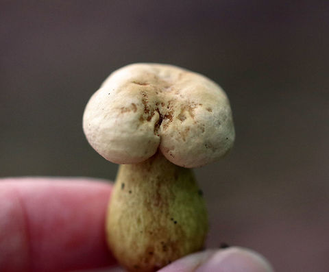 Tricholoma odorum Dry, finely hairy, pale tan cap. The gills were yellow and were attached to the stem and close. The stem had an enlarged base and was yellow with orange-brown discoloration.  I've nicknamed this mushroom the "old buttshroom".

Habitat: Growing on the ground in a mixed forest – in an area with mostly eastern hemlock and pine.

https://www.jungledragon.com/image/69617/tricholoma_odorum.html Geotagged,Summer,Tricholoma odorum,United States,fungus,mushroom,tricholoma