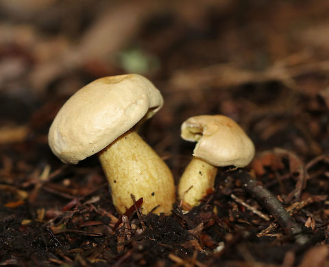 Tricholoma odorum Dry, finely hairy, pale tan cap. The gills were yellow and were attached to the stem and close. The stem had an enlarged base and was yellow with orange-brown discoloration. I've nicknamed this mushroom the "old buttshroom".

Habitat: Growing on the ground in a mixed forest – in an area with mostly eastern hemlock and pine.
https://www.jungledragon.com/image/69616/tricholoma_odorum.html Geotagged,Summer,Tricholoma,Tricholoma odorum,United States,fungus,mushroom