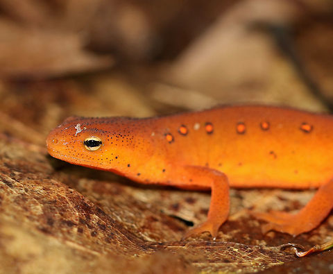 Eastern Newt (Red Eft) - Notophthalmus viridescens I was trying to tell this salamander that it had a piece of dry skin stuck to its head, but it wasn't in the mood to make friends and took off pretty quickly.  Uncharacteristic behavior, in my experience, for these curious cuties.

Red efts have bright orange aposematic coloring, with darker, reddish spots outlined in black. This stage can last up to 4 years on land, during which time efts may travel far, which ensures outcrossing in the population. Efts eat small insects, snails, and other small arthropods. During winter, they hibernate under logs or rocks.

Habitat: Spotted in a deciduous forest
https://www.jungledragon.com/image/69653/eastern_newt_red_eft_-_notophthalmus_viridescens.html
 Eastern newt,Geotagged,Notophthalmus viridescens,Summer,United States,newt,red eft,salamander