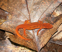 Eastern Newt (Red Eft) - Notophthalmus viridescens Red efts have bright orange aposematic coloring, with darker, reddish spots outlined in black. This stage can last up to 4 years on land, during which time efts may travel far, which ensures outcrossing in the population. Efts eat small insects, snails, and other small arthropods. During winter, they hibernate under logs or rocks.<br />
<br />
Habitat: Spotted in a deciduous forest<br />
https://www.jungledragon.com/image/69652/eastern_newt_red_eft_-_notophthalmus_viridescens.html Eastern newt,Geotagged,Notophthalmus viridescens,Summer,United States,newt,red eft,salamander