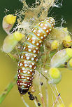 Purple Carrot-seed Moth Caterpillar - Depressaria depressana Greenish brown caterpillar with white dots on its segments. The larvae feed on plants in the parsley family, mainly on the flowers and unripe seeds.<br />
<br />
Habitat: In a rural garden - I don't know the name of the plant that it was on though.<br />
https://www.jungledragon.com/image/69657/purple_carrot-seed_moth_caterpillar_-_depressaria_depressana.html<br />
https://www.jungledragon.com/image/69655/purple_carrot-seed_moth_caterpillar_-_depressaria_depressana.html Depressaria depressana,Geotagged,Purple Carrot-seed Moth,Summer,United States,caterpillar,larva