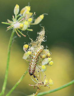 Purple Carrot-seed Moth Caterpillar - Depressaria depressana Greenish brown caterpillar with white dots on its segments. The larvae feed on plants in the parsley family, mainly on the flowers and unripe seeds.

Habitat: In a rural garden - I don't know the name of the plant that it was on though.
https://www.jungledragon.com/image/69657/purple_carrot-seed_moth_caterpillar_-_depressaria_depressana.html
https://www.jungledragon.com/image/69654/purple_carrot-seed_moth_caterpillar_-_depressaria_depressana.html Depressaria depressana,Geotagged,Purple carrot-seed moth,Summer,United States,caterpillar,larva