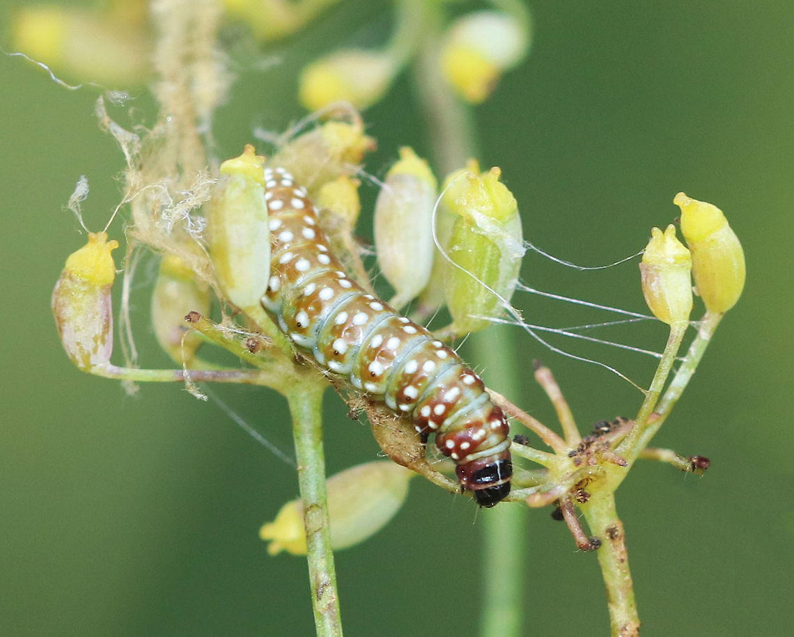Purple Carrot-seed Moth Caterpillar - Depressaria depressana Greenish brown caterpillar with white dots on its segments. The larvae feed on plants in the parsley family, mainly on the flowers and unripe seeds.<br />
<br />
Habitat: In a rural garden - I don&#039;t know the name of the plant that it was on though.<br />
<figure class="photo"><a href="https://www.jungledragon.com/image/69655/purple_carrot-seed_moth_caterpillar_-_depressaria_depressana.html" title="Purple Carrot-seed Moth Caterpillar - Depressaria depressana"><img src="https://s3.amazonaws.com/media.jungledragon.com/images/3232/69655_thumb.jpg?AWSAccessKeyId=05GMT0V3GWVNE7GGM1R2&Expires=1767225610&Signature=aKwzaiYLgkH7EctfZbSItMR0rHc%3D" width="118" height="152" alt="Purple Carrot-seed Moth Caterpillar - Depressaria depressana Greenish brown caterpillar with white dots on its segments. The larvae feed on plants in the parsley family, mainly on the flowers and unripe seeds.<br />
<br />
Habitat: In a rural garden - I don&#039;t know the name of the plant that it was on though.<br />
https://www.jungledragon.com/image/69657/purple_carrot-seed_moth_caterpillar_-_depressaria_depressana.html<br />
https://www.jungledragon.com/image/69654/purple_carrot-seed_moth_caterpillar_-_depressaria_depressana.html Depressaria depressana,Geotagged,Purple carrot-seed moth,Summer,United States,caterpillar,larva" /></a></figure><br />
<figure class="photo"><a href="https://www.jungledragon.com/image/69654/purple_carrot-seed_moth_caterpillar_-_depressaria_depressana.html" title="Purple Carrot-seed Moth Caterpillar - Depressaria depressana"><img src="https://s3.amazonaws.com/media.jungledragon.com/images/3232/69654_thumb.jpg?AWSAccessKeyId=05GMT0V3GWVNE7GGM1R2&Expires=1767225610&Signature=VD6kZDdNDdFAdXCpd5AiEzooDjc%3D" width="104" height="152" alt="Purple Carrot-seed Moth Caterpillar - Depressaria depressana Greenish brown caterpillar with white dots on its segments. The larvae feed on plants in the parsley family, mainly on the flowers and unripe seeds.<br />
<br />
Habitat: In a rural garden - I don&#039;t know the name of the plant that it was on though.<br />
https://www.jungledragon.com/image/69657/purple_carrot-seed_moth_caterpillar_-_depressaria_depressana.html<br />
https://www.jungledragon.com/image/69655/purple_carrot-seed_moth_caterpillar_-_depressaria_depressana.html Depressaria depressana,Geotagged,Purple Carrot-seed Moth,Summer,United States,caterpillar,larva" /></a></figure> Depressaria depressana,Geotagged,Purple carrot-seed moth,Summer,United States,caterpillar,larva
