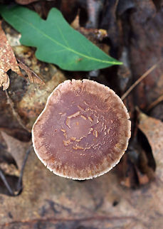 Stocking Webcap - Cortinarius torvus Habitat: Growing on the ground under oak.
https://www.jungledragon.com/image/69660/mushroom_-_cortinarius_sp.html
https://www.jungledragon.com/image/69659/mushroom_-_cortinarius_sp.html Cortinarius torvus,Geotagged,Stocking Webcap,Summer,United States,cortinarius,mushroom,stocking webcap