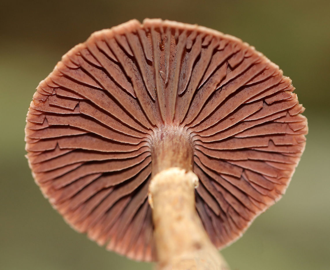 Stocking Webcap - Cortinarius torvus Habitat: Growing on the ground under oak.<br />
<figure class="photo"><a href="https://www.jungledragon.com/image/69658/stocking_webcap_-_cortinarius_torvus.html" title="Stocking Webcap - Cortinarius torvus"><img src="https://s3.amazonaws.com/media.jungledragon.com/images/3232/69658_thumb.jpg?AWSAccessKeyId=05GMT0V3GWVNE7GGM1R2&Expires=1767225610&Signature=bIL8RnjDQuTWJ7q8hwQTa5oGCUc%3D" width="110" height="152" alt="Stocking Webcap - Cortinarius torvus Habitat: Growing on the ground under oak.<br />
https://www.jungledragon.com/image/69660/mushroom_-_cortinarius_sp.html<br />
https://www.jungledragon.com/image/69659/mushroom_-_cortinarius_sp.html Cortinarius torvus,Geotagged,Stocking Webcap,Summer,United States,cortinarius,mushroom,stocking webcap" /></a></figure><br />
<figure class="photo"><a href="https://www.jungledragon.com/image/69660/stocking_webcap_-_cortinarius_torvus.html" title="Stocking Webcap - Cortinarius torvus"><img src="https://s3.amazonaws.com/media.jungledragon.com/images/3232/69660_thumb.jpg?AWSAccessKeyId=05GMT0V3GWVNE7GGM1R2&Expires=1767225610&Signature=5aq051pN2033H%2FfbZIgkJNmbRgI%3D" width="106" height="152" alt="Stocking Webcap - Cortinarius torvus Habitat: Growing on the ground under oak.<br />
https://www.jungledragon.com/image/69658/mushroom_-_cortinarius_sp.html<br />
https://www.jungledragon.com/image/69659/mushroom_-_cortinarius_sp.html Cortinarius torvus,Geotagged,Stocking Webcap,Summer,United States,cortinarius,mushroom" /></a></figure> Cortinarius torvus,Geotagged,Stocking Webcap,Summer,United States,cortinarius,mushroom