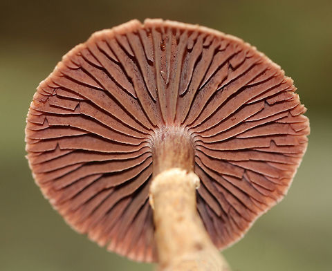 Stocking Webcap - Cortinarius torvus Habitat: Growing on the ground under oak.
https://www.jungledragon.com/image/69658/mushroom_-_cortinarius_sp.html
https://www.jungledragon.com/image/69660/mushroom_-_cortinarius_sp.html Cortinarius torvus,Geotagged,Stocking Webcap,Summer,United States,cortinarius,mushroom