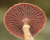 Stocking Webcap - Cortinarius torvus Habitat: Growing on the ground under oak.<br />
https://www.jungledragon.com/image/69658/mushroom_-_cortinarius_sp.html<br />
https://www.jungledragon.com/image/69660/mushroom_-_cortinarius_sp.html Cortinarius torvus,Geotagged,Stocking Webcap,Summer,United States,cortinarius,mushroom