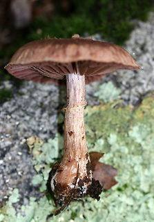 Stocking Webcap - Cortinarius torvus Habitat: Growing on the ground under oak.
https://www.jungledragon.com/image/69658/mushroom_-_cortinarius_sp.html
https://www.jungledragon.com/image/69659/mushroom_-_cortinarius_sp.html Cortinarius torvus,Geotagged,Stocking Webcap,Summer,United States,cortinarius,mushroom