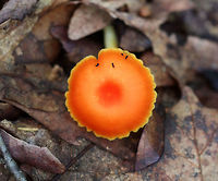 Honey Waxcap - Hygrocybe reidii This is what the mushroom looked like with no flash! It was so bright against the leaves.<br />
<br />
The cap had scalloped edges that were yellow, while the rest of the cap was orange except for the depressed center, which was darker orange/red.  The gills were yellow with frequent short gills. The stem was also yellow. <br />
<br />
Habitat: Growing on the ground in a deciduous forest.<br />
https://www.jungledragon.com/image/69685/honey_waxcap_-_hygrocybe_reidii.html Geotagged,Hygrocybe,Hygrocybe reidii,Summer,United States,mushroom,waxcap