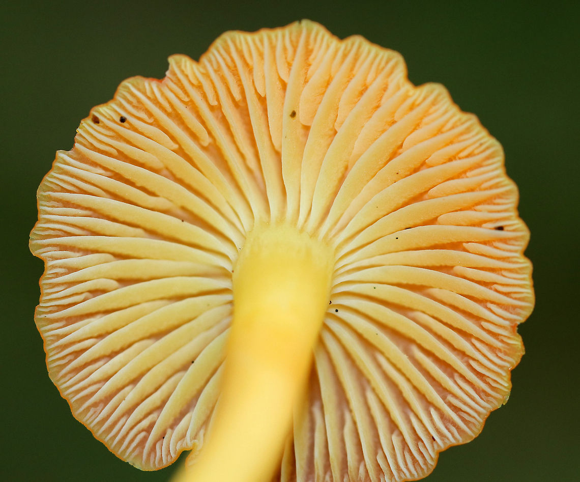 Honey Waxcap - Hygrocybe reidii The cap had scalloped edges that were yellow, while the rest of the cap was orange except for the depressed center, which was darker orange/red. The gills were yellow with frequent short gills. The stem was also yellow. <br />
<br />
Habitat: Growing on the ground in a deciduous forest.<br />
<figure class="photo"><a href="https://www.jungledragon.com/image/69684/honey_waxcap_-_hygrocybe_reidii.html" title="Honey Waxcap - Hygrocybe reidii"><img src="https://s3.amazonaws.com/media.jungledragon.com/images/3232/69684_thumb.jpg?AWSAccessKeyId=05GMT0V3GWVNE7GGM1R2&Expires=1759968010&Signature=LcVvywsNgUsHxWWR2UnSfDtZWB8%3D" width="200" height="168" alt="Honey Waxcap - Hygrocybe reidii This is what the mushroom looked like with no flash! It was so bright against the leaves.<br />
<br />
The cap had scalloped edges that were yellow, while the rest of the cap was orange except for the depressed center, which was darker orange/red.  The gills were yellow with frequent short gills. The stem was also yellow. <br />
<br />
Habitat: Growing on the ground in a deciduous forest.<br />
https://www.jungledragon.com/image/69685/honey_waxcap_-_hygrocybe_reidii.html Geotagged,Hygrocybe,Hygrocybe reidii,Summer,United States,mushroom,waxcap" /></a></figure> Geotagged,Hygrocybe reidii,Summer,United States,hygrocybe,mushroom,waxcap
